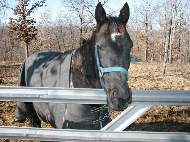 My Hay Burner,..BlackJack is a rescued retired track horse..tatoo'd..a 16.5 hand thouroughbred,.. since I got him I have taught him to shake hands like a dog,..to shake his head yes if you ask him if he wants a treat,..he can run 42 mph,..he is 1 of 4 hay burners we have,.. he went down the 2nd day we had him,..he was abused prior to our purchase,.it took 4 days and nights of me bottle feeding him with a coffee,..sugar,..molasses and water blend to get him back on his feet,..this was 2 years ago,..today ..every morning that I go out to feed the horses..he is the first to greet me at the gate and always greets me with a neigh and a gentle rub on my shoulder,..he has a great disposition.