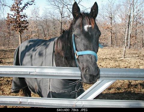 My Hay Burner,..BlackJack is a rescued retired track horse..tatoo'd..a 16.5 hand thouroughbred,.. since I got him I have taught him to shake hands...
